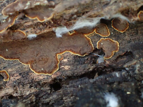 iNaturalist observation photo of Phanerochaete
