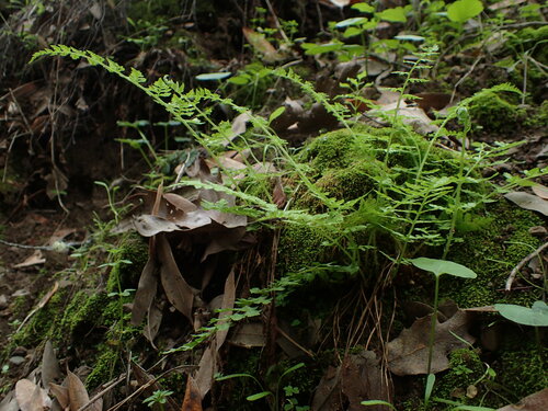 iNaturalist observation photo of brittle bladderfern