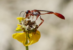 Ammophila ferruginosa
