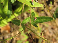 Desmodium cajanifolium