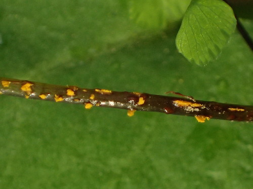 iNaturalist observation photo of Hyalopsora