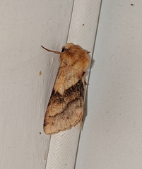 Pyrrhia exprimens