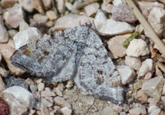 Macaria signaria