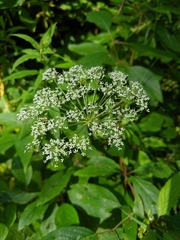 Heracleum maximum