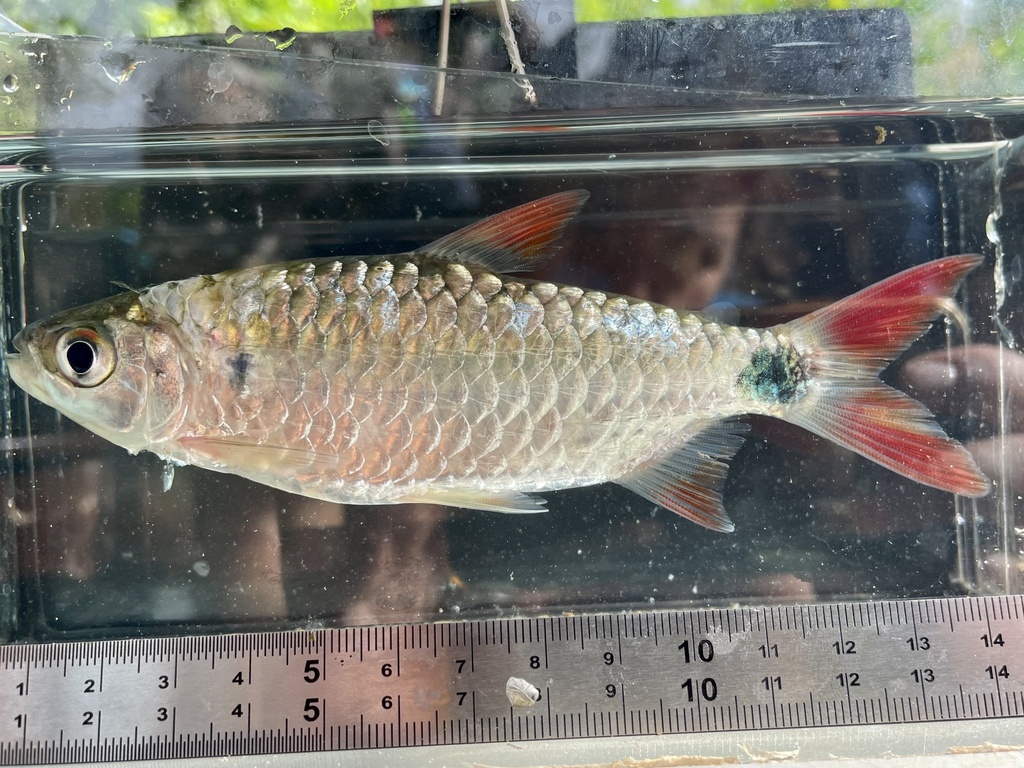 Spikkelstaart-tetra (Brycinus imberi) — Alestidae