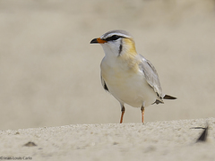 Grey Pratincole photo 2
