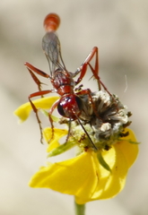 Ammophila ferruginosa