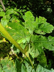 Heracleum maximum