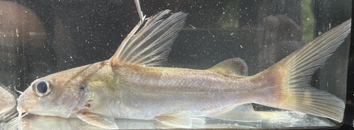 Bagrid catfish (Chrysichthys nigrodigitatus) — Claroteidae — 3