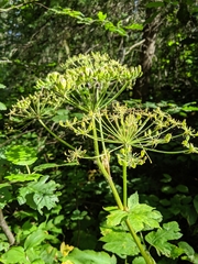 Heracleum maximum