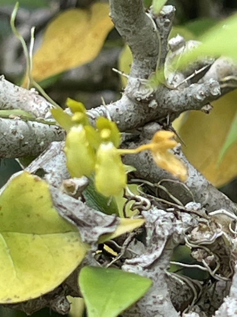Leochilus puertoricensis