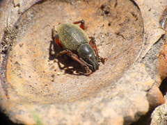 Dodecastichus mastix