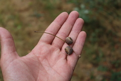 Quercus peduncularis