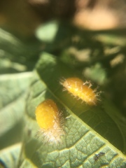 Epilachna varivestis