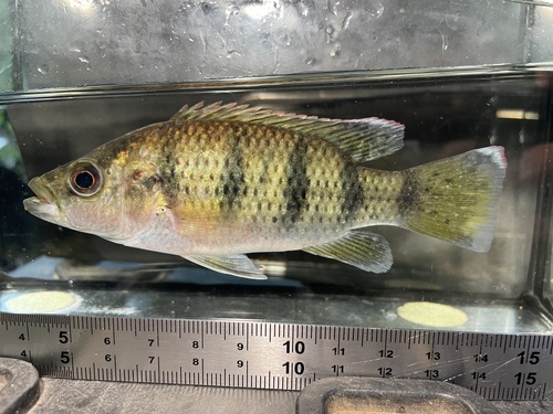 Banded jewelfish (Hemichromis fasciatus) — Cichlidae — 2