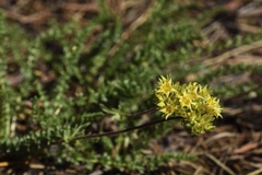 Ivesia gordonii