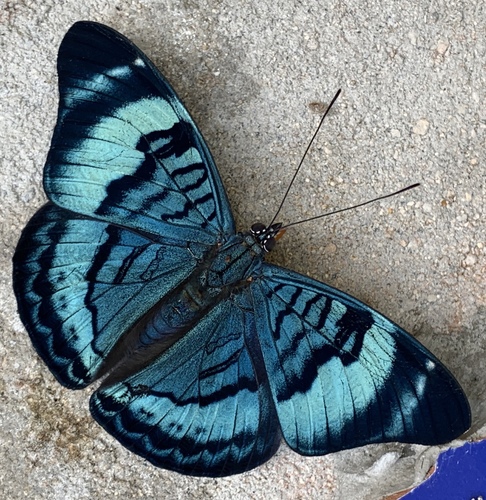Panacea procilla divalis
