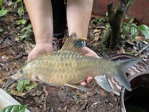 Wurtz's barb (Labeobarbus wurtzi) — Cyprinidae