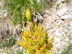 Gentiana lutea lutea