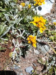 Jacobaea incana