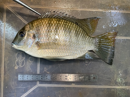 Tilapia walteri