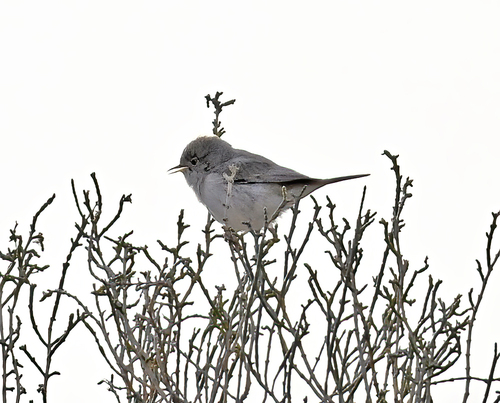 Curruca enana (Curruca nana)