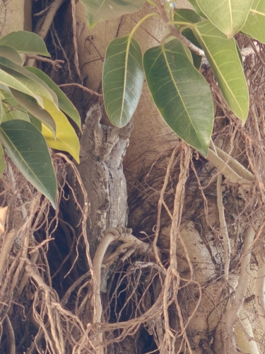 Pallid Scops Owl (Otus brucei)