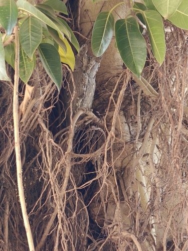 Pallid Scops Owl (Otus brucei), photo 2