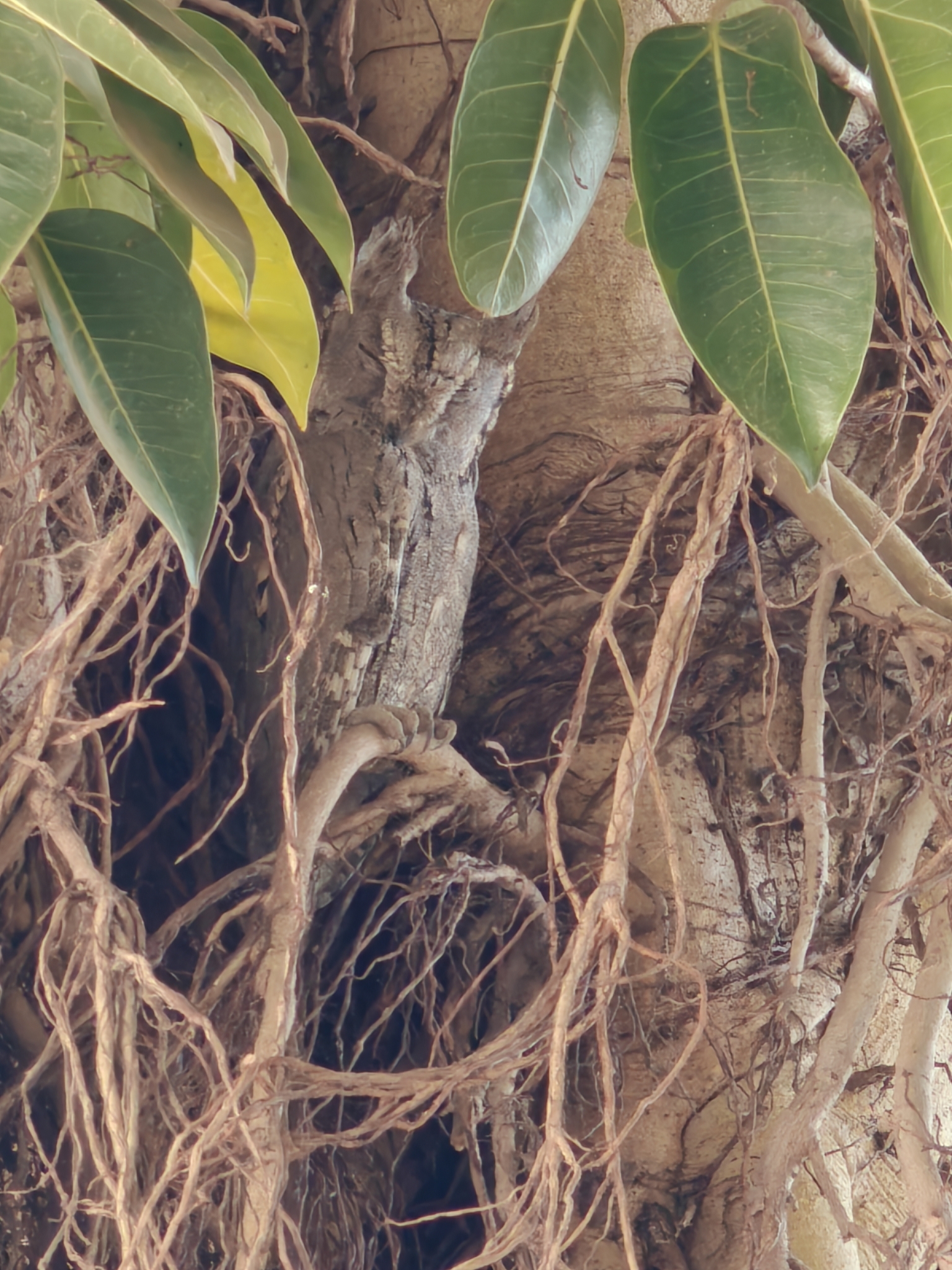 Pallid Scops Owl (Otus brucei), photo 3