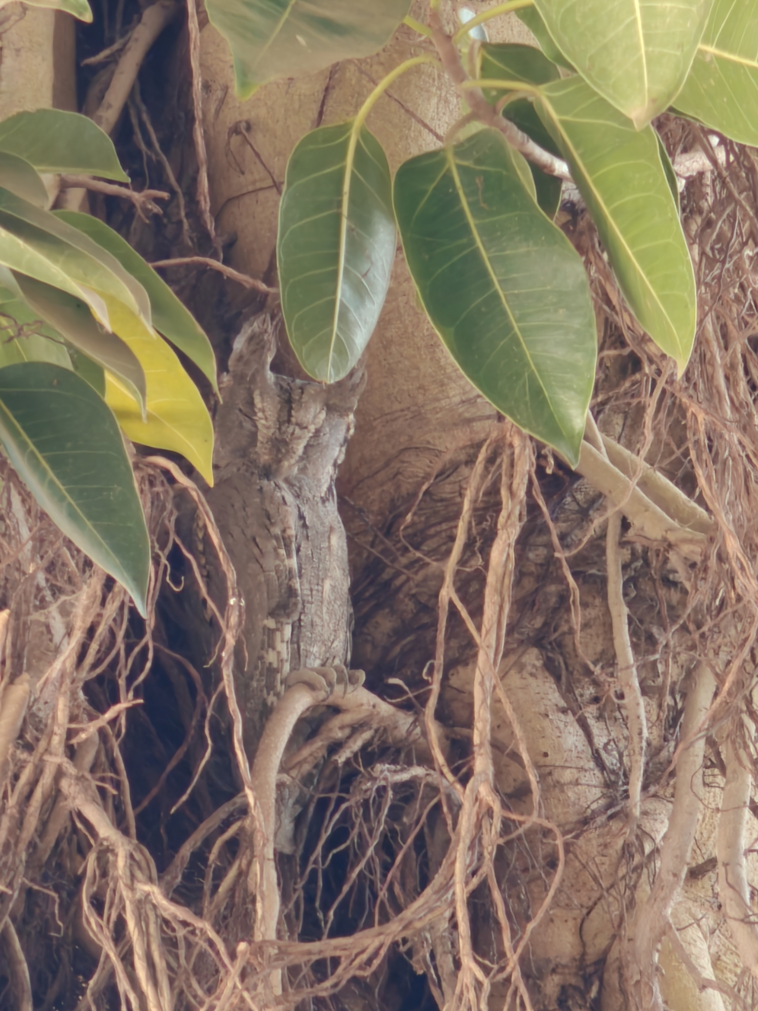 Pallid Scops Owl (Otus brucei), photo 4