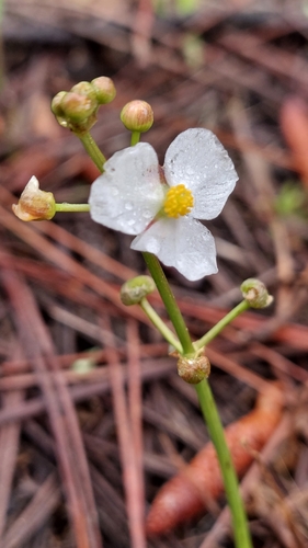 Image of Sagittaria chapmanii by (c) Athena Philips, some rights reserved (CC BY)