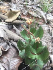 Asclepias jaliscana