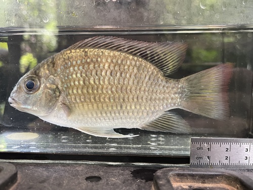 Walters tilapia (Coptodon walteri) — Cichlidae