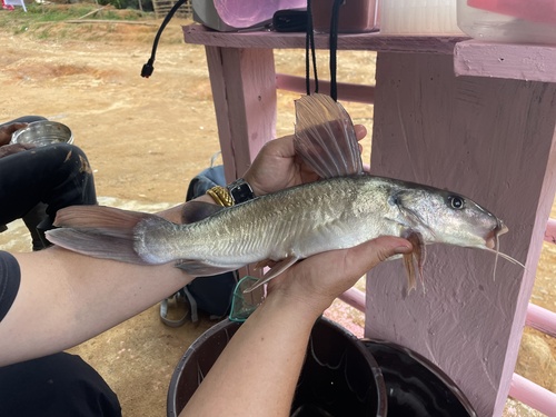 Bagrid catfish (Chrysichthys nigrodigitatus) — Claroteidae