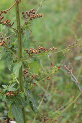 Scrophularia auriculata