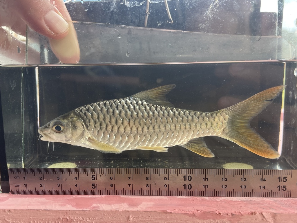 Sacred barb (Labeobarbus sacratus) — Cyprinidae