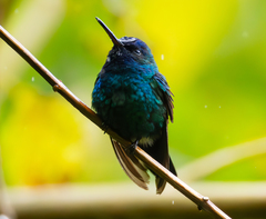 Blue-Headed Hummingbird photo 4