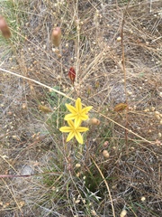 Triteleia ixioides ixioides