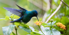 Blue-Headed Hummingbird photo 2