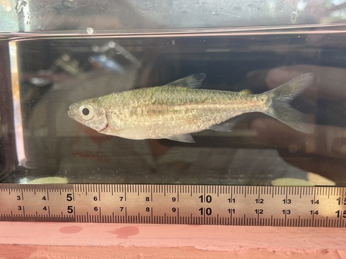 Ivory Coast tetra (Micralestes eburneensis) — Alestidae — 2