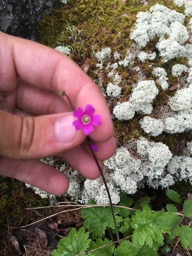 Alpine bells (Primula matthioli)