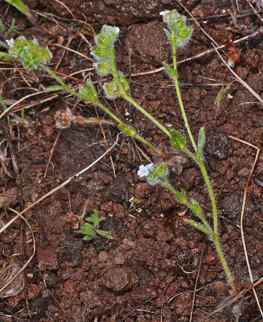 Plagiobothrys shastensis
