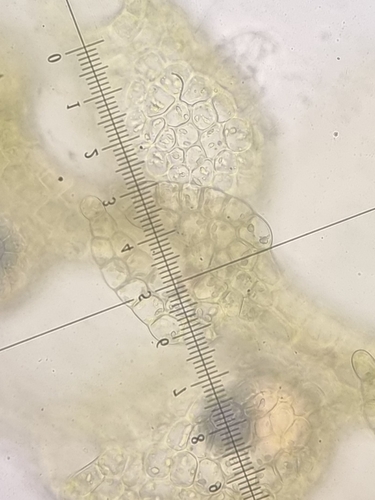 Image of Microlejeunea ulicina by no rights reserved