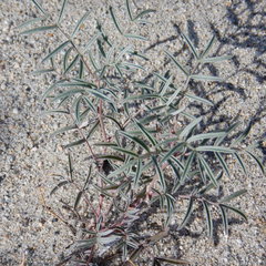 Astragalus australis