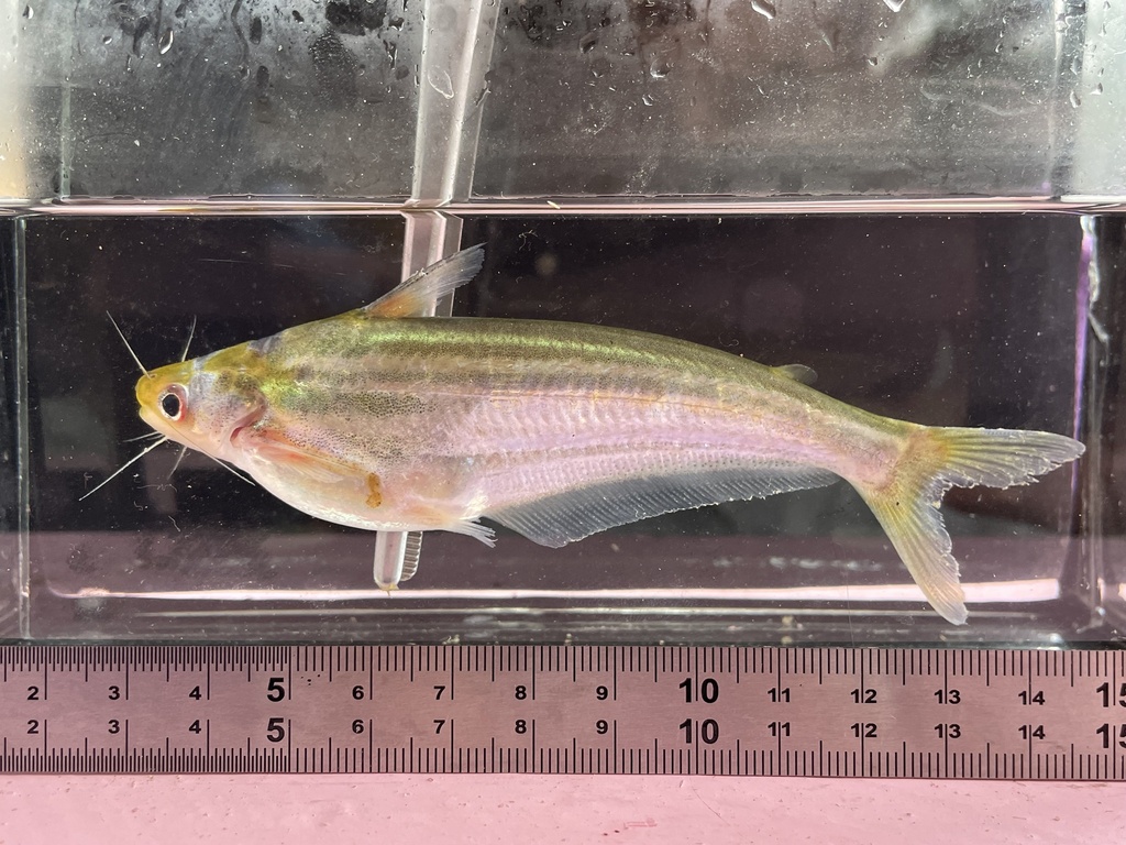 Lower Guinea butter catfish (Schilbe mandibularis) — Schilbeidae