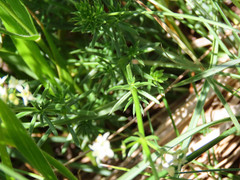 Galium anisophyllon