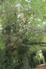 Quercus peduncularis
