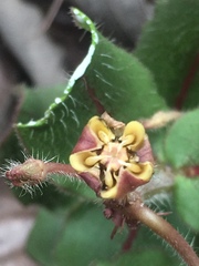 Asclepias jaliscana
