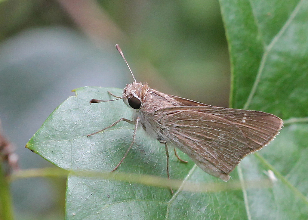 Eufala Skipper - Alabama Butterfly Atlas