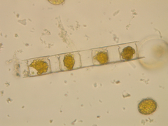 Lithodesmium